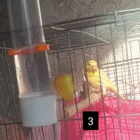 قناری رد فاکتور|پرنده|اردبیل, |دیوار