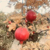 انار رباب یه جا 700کیلو|عمده‌فروشی|مرودشت, نقش رستم|دیوار