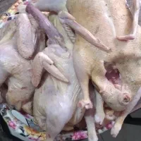 اردک مرغ جوجه غاز پاک شده