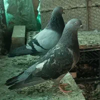 کبوتر یا کفتر دو جفت پرشی معاوضه با ی طوقی نر خوب