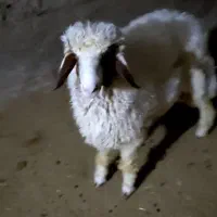 بره قوچ سنجابی|حیوانات مزرعه|گیلان غرب, |دیوار