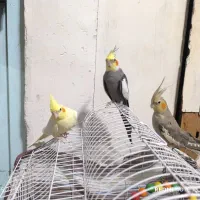 عروس هلندی نر و ماده