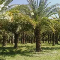 فروش سربر نخل