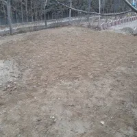 علف برای دام