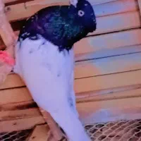 کله سیاه نر وماده