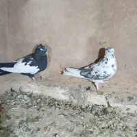 سلام دوتا کبوتر ماده سوسکی دمسفیدوابلق سیاه|پرنده|کرمانشاه, |دیوار