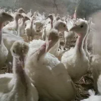 بوقلمون ۲ کیلویی|حیوانات مزرعه|مشگین شهر, |دیوار