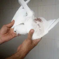 ۸عدد کبوتر رنگی|پرنده|باوی, |دیوار