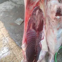 گوست گوسفندی و بره