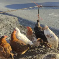 مرغ و خروس نیمچه بالغ گلپایگان