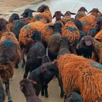 معاوضه با بره(لطفا قشنگ بخونید)