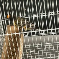 سهره،گلبسر 3ساله جفتخور