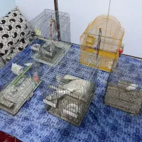 عروس هلندی طوطی برزیلی فنچ