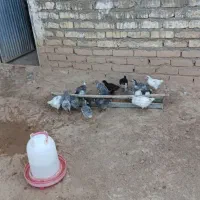 ۱۲عدد جوجه گلین یک ماهه