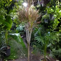 فروشنده خانم