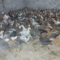 جوجه گلپایگانی واکسن خورده