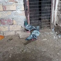 کفتر آلمانی ضمانتی مسافتی|پرنده|بیرجند, |دیوار