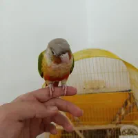 طوطی گرینچیک دستی سخنگو|پرنده|الوند, |دیوار