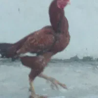 خروس لاری|حراج|کرمانشاه, |دیوار