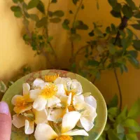 عرق نسترن خانگی