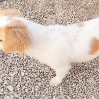 سگ پیدا شده