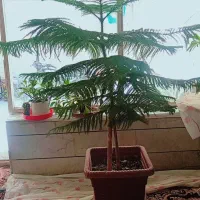 گل کاج مطبق