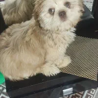 فروش سگ شیتزو