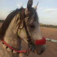 اسب ی سر|اسب و تجهیزات اسب‌سواری|یزد, |دیوار