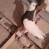 کبوتر بهبهونی نر رنگی|پرنده|شیراز, کاراندیش|دیوار