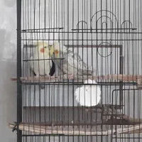 عروس هلندی مولد|پرنده|عنبرآباد, |دیوار