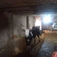 گوساله نر