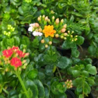 اجاره گلخانه سالن فروشگاهی