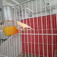 قناری لیمویی ماده