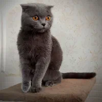 گربه اسکاتیش ماده فولد