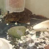 آکواریوم با لوازم و لجن خوار