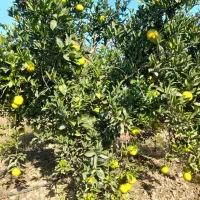 پرتقال خونی فوق‌العاده شیرین  کیلویی ۴۵ فروش