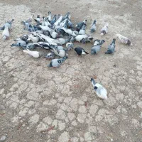 سلام کفترفروشی