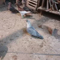 کبوتر جفتی نقره ای و چند تا گرفتنی