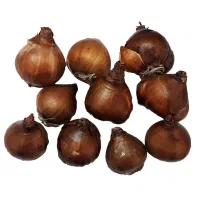 پیاز گل نرگس