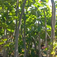 انواع درخت ۳و۴ساله ریشه پر زیر قیمت|گل و گیاه طبیعی|شهریار, رزکان|دیوار