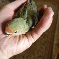 طوطی برزیلی سرلاکی