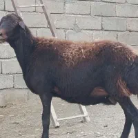 دو عدد میش آبستن افشار برای نگهداری
