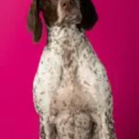 سگ‌شکاری المانی‌ خال مگسی