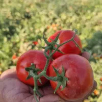 رب گوجه فرنگی|عمدهفروشی|مرودشت, تخت جمشید|دیوار