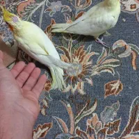 جوجه عروس هلندی