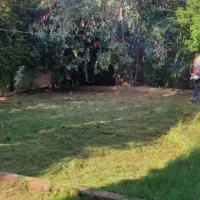 هرس باغ .با دستگاه حاشیه زن