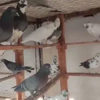 کبوتر|پرنده|کوهدشت, |دیوار