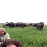 کار،در دامداری گاومیش به،صورت چرای ازاد