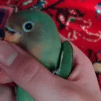 گمشده|حیوانات|تبریز, |دیوار