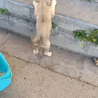 سگ سرابی ماده|سگ|اردبیل, |دیوار